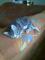 Male muce