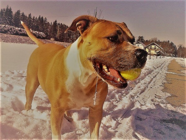 Ameriski pitbull sales