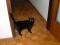 črni mačkon išče nov dom