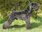 KERRY BLUE TERRIER