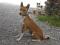 BASENJI