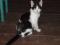črno-bela mačja lepotica brezdomka čaka na skrbne lastnike