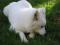 Pes Samojed