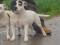 STAFFORDSHIRE BULL TERRIER