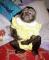 odlicna otroska kapucin seznanjene opica