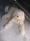 Pes pasme Komondor