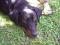 5 mesecev stara dobermanka
