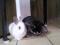 2 zajčka ( črn in bel )