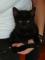 Loli in Kitty - dve črni mucki (2 meseca)