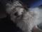 pes mešanček dolgodlaki manjše rasti(shi-tzu terier)