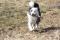 Border Collie, blue-merle, samička