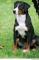 Appenzelski planšarski pes