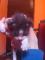 mlade mucke