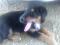 mladiči, doberman mix, iščejo nov dom