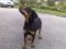 Rottweiler-ka psička(čistokrvna)stara 4 mesece PODARIM DOBRIM LJUDEM