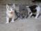 Podarim: 2 mucka črno-bele barve, 3 mačke sivo-bele barve,