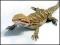 Bradata agama