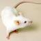 bele miške za hišne ljubljenčke(ne za hrano drugim živalim)