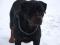 rotweiler