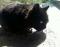 Črna dolgodlaka mačka