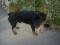 pes rottweiler