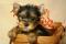 Yorkshire terier mladiči za prodajo 130 EUR