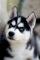 ALI KDO PODARI PSA SIBIRSKI HUSKY - modrooki ?