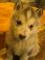 Husky