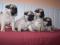 MOPS
