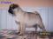 MOPS