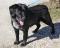 MAJ - LABRADOR mix