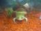 žaba Krempljičarka