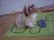 SHI TZU