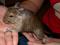 degu(čilska veverica)