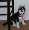Sibirski husky - modrooki
