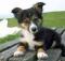 BORDER COLLIE