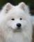 Samojed