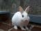 bel zajček
