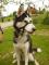 Husky
