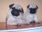 MOPS