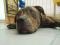 Mlad Pitbull