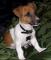 jack russell