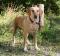 LONI - labrador mix