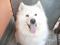 Samojed