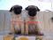 MOPS