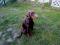 doberman