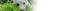 Jack Russell Terrier