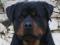 Rotweiler