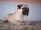MOPS