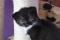 Potomci Scottish Fold-a